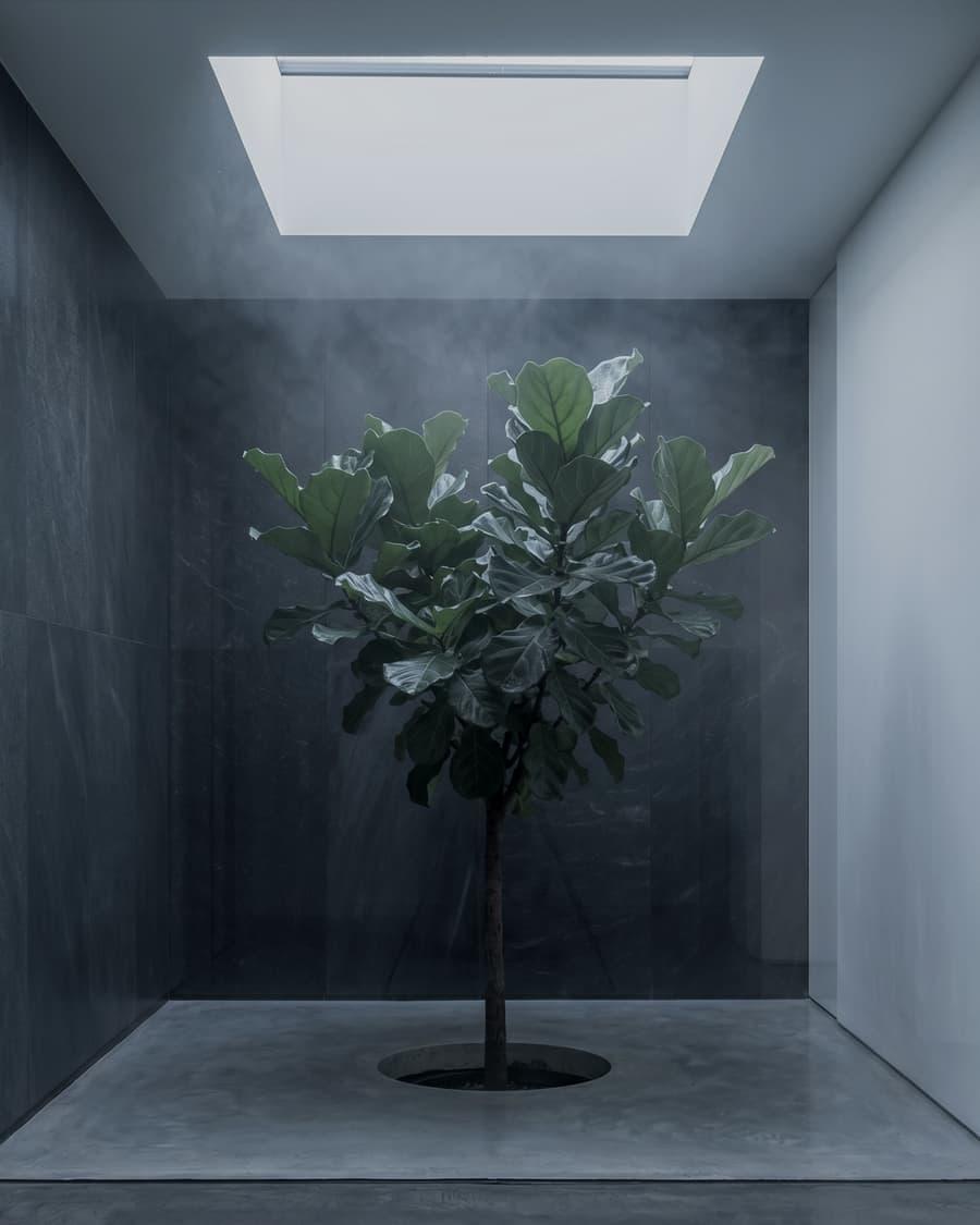 A cool-toned lightwell with a single tree and soft architectural shadow